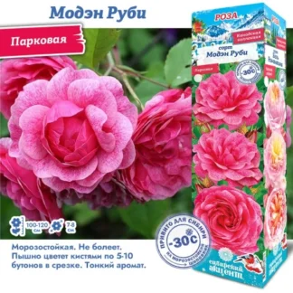 Роза Модэн Руби (Канадская/Парковая)