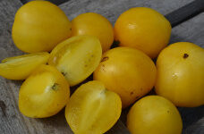 Семена томата "Гном Лимонное мороженное (Dwarf Lemon Ice)". Фасовка - 5 шт.