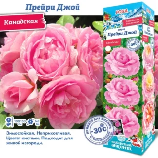 Роза Прейри Джой (Канадская)