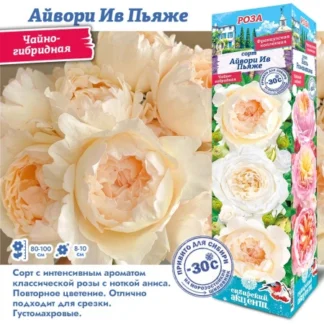 Роза Айвори Ив Пьяже (Чайно-гибридная).