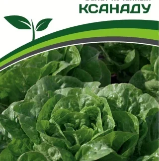 Салат кочанный "Касанаду". Фасовка - 15 шт.
