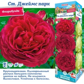 Роза Джеймс парк (Флорибунда)