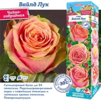 Роза Вайлд Лук (Чайно-гибридная)