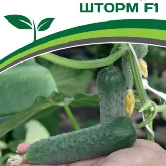 Огурец "Шторм F1". Фасовка - 5 шт.