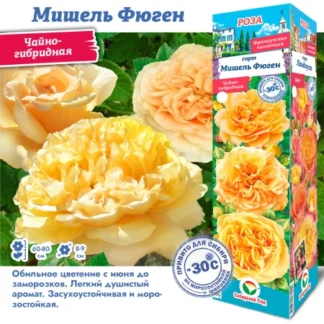 Роза Мишель Фюген (Чайно-гибридная)