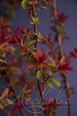 Спирея японская (Spiraea japonica `Magnum Rose`). Горшок Р9.