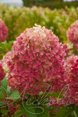 Гортензия метельчатая (Hydrangea paniculata `Краса Лесково`). Горшок Р9.