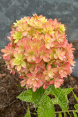 Гортензия метельчатая (Hydrangea paniculata `Мечта Лесково`). Горшок Р9.