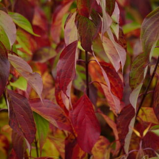 Дерен белый (Cornus alba `Red Gnome`). Горшок Р9.
