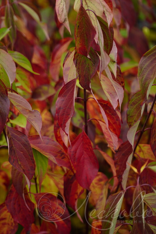 Дерен белый (Cornus alba `Red Gnome`). Горшок Р9.