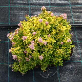 Спирея японская (Spiraea japonica `Golden Elf`). Горшок Р9.