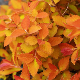 Спирея гибридная (Spiraea х hybrida 'Double Play Big Bang' (= 'Tracy'). Горшок Р9.