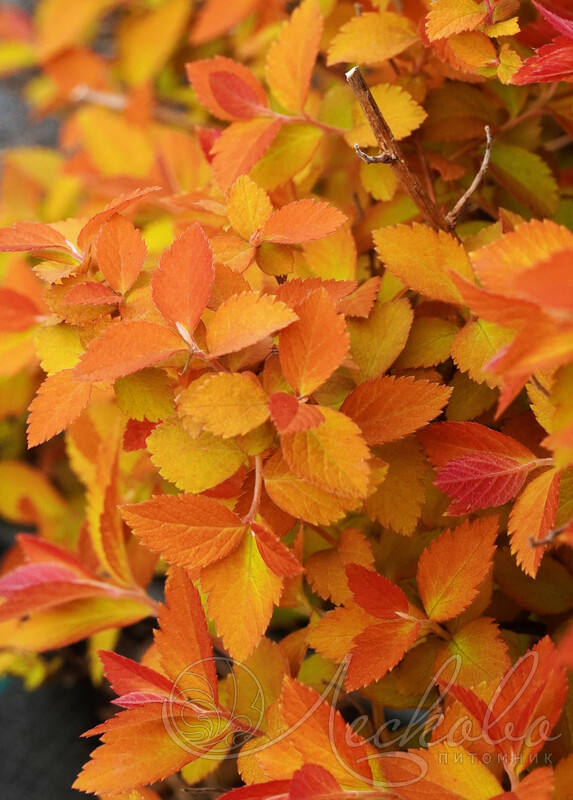 Спирея гибридная (Spiraea х hybrida 'Double Play Big Bang' (= 'Tracy'). Горшок Р9.