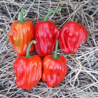 Семена перца "Criolla de cocina".  Фасовка - 5 шт.