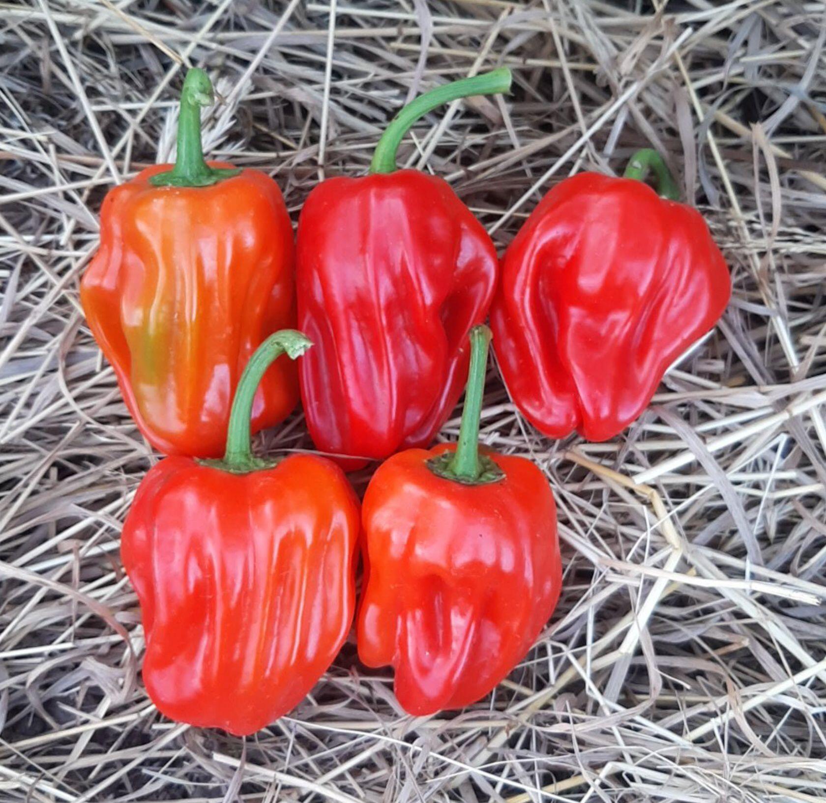 Семена перца "Criolla de cocina". Фасовка - 5 шт.