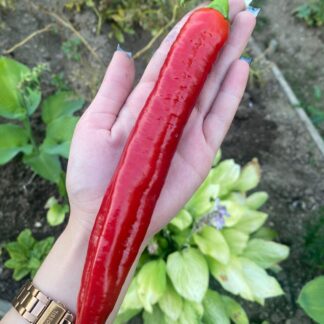 Семена перца "Сосулька красная". Фасовка - 5 шт.