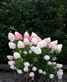 Гортензия метельчатая (Hydrangea paniculata `Pink and Rose`). Горшок Р9.