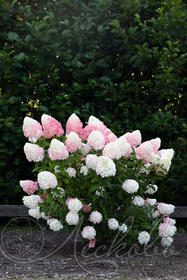 Гортензия метельчатая (Hydrangea paniculata `Pink and Rose`). Горшок Р9.
