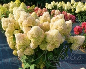 Гортензия метельчатая (Hydrangea paniculata `Diamantino`). Горшок Р9.