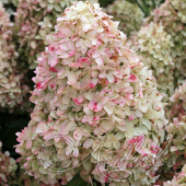 Гортензия метельчатая (Hydrangea paniculata `Magical Candle`). Горшок 9.