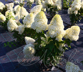 Гортензия метельчатая (Hydrangea paniculata `Polar Bear`). Горшок Р9.